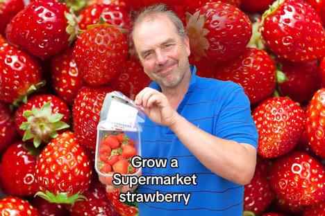Gardening expert’s hack that will give you months of homegrown strawberries & all you need is a £1.59 Lidl buy
