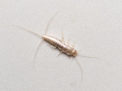 Macro photograph of a silverfish.