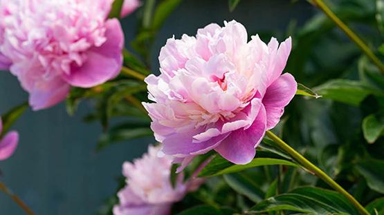 Garden owners rush to buy classic cottage plant “that lasts for decades” reduced from £10 to £2