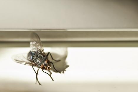 The easy way to stop flies coming into your home and dying on your windowsill this summer using a £1 seasoning buy