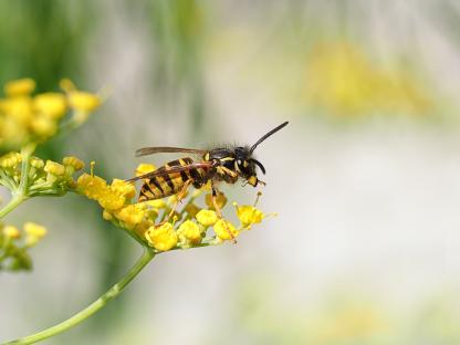 Common wasp on fennel flowers.