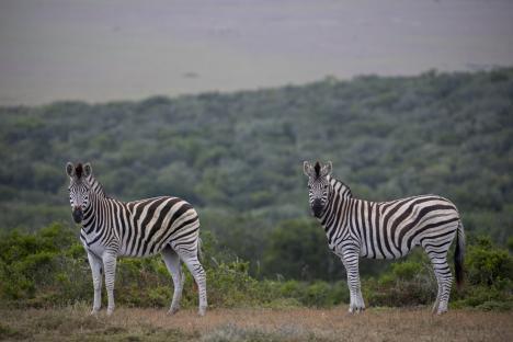 Two zebras on a grassy hill, watching tourists on a game drive.
