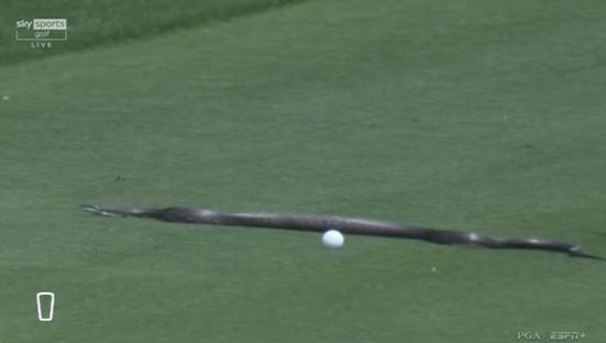 Snake on a golf course near a golf ball.