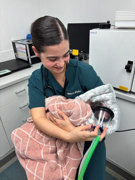 Veterinarian holding a piglet wrapped in a blanket that is receiving anesthesia through a mask for surgery.
