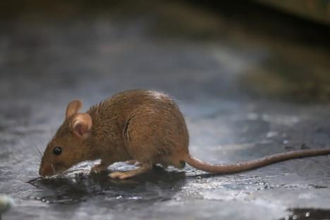 Rats, sewage leaks and cockroach infestation – NHS staff reveal the true crisis in crumbling hospitals