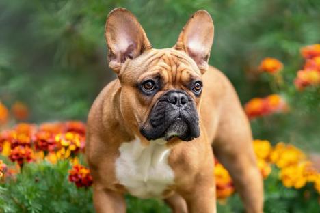 The five spring flowers dog owners should NEVER plant in their garden – and what to do if your pooch eats them