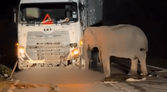 Heartwrenching moment desperate mother elephant spends 5 HOURS trying to rescue her dead baby calf trapped under lorry