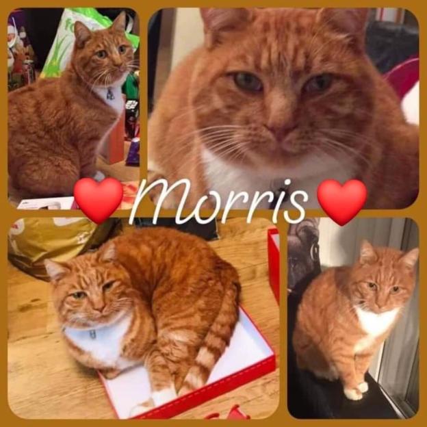Collage of orange tabby cat, Morris, in various poses.
