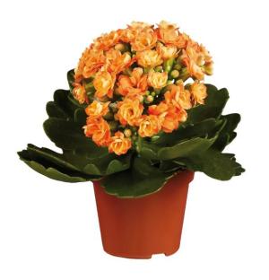 Kalanchoe £1.49 each https://www.lidl.co.uk/p/kalanchoe/p10029322 Credit: Aldi