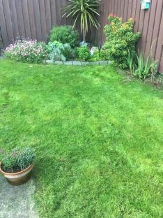 Lush green lawn after treatment.