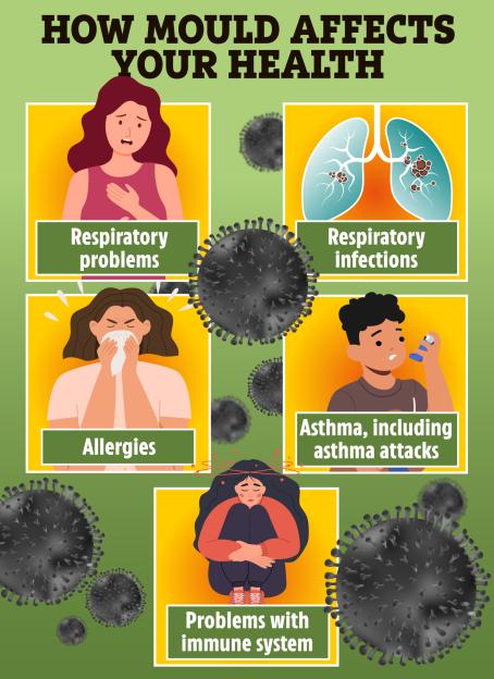 Illustration of how mold affects health, showing respiratory problems, respiratory infections, allergies, asthma attacks, and problems with the immune system.