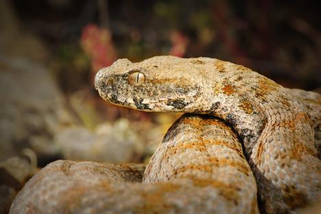 Milos viper (Macrovipera lebetina schweizeri) close-up.
