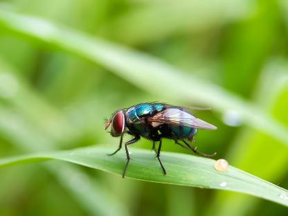 A fly perched on a blade of grass.