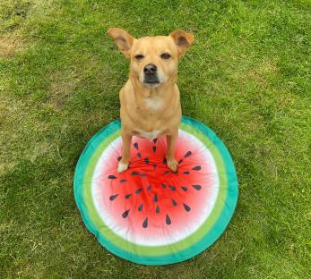 best-dog-cooling-mats