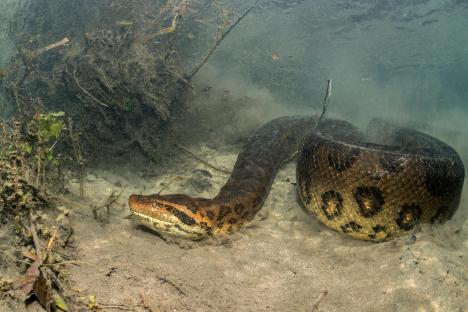 Green anaconda underwater in the Formoso River.