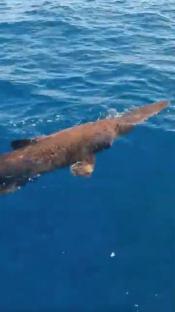 Goblin shark swimming near the surface.