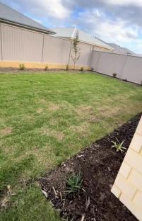 Backyard with new lawn and small plants.