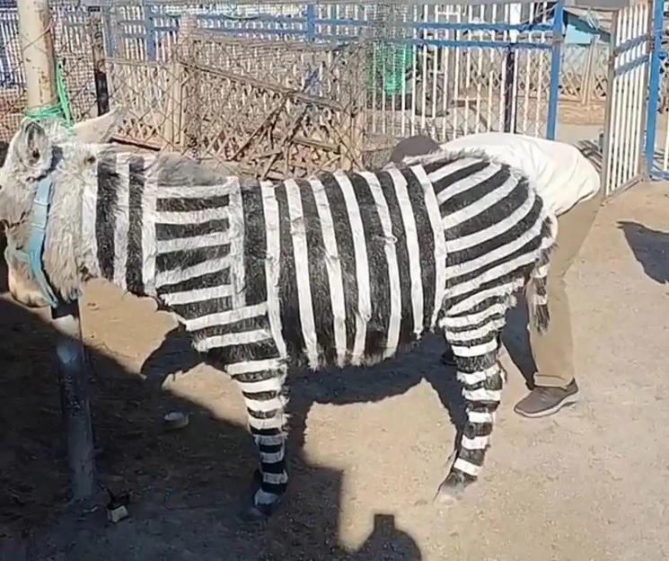 Donkey painted with black and white stripes to resemble a zebra, at an amusement park in Zibo, Shandong, China.