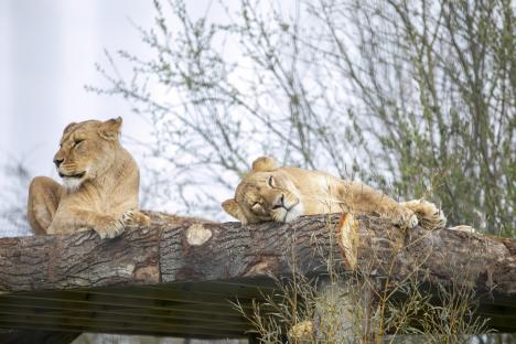 Two lionesses resting on a log.