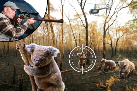 Roving chopper snipers assassinating HUNDREDS of Koalas in aerial reign of terror across Oz – for ‘their own good’