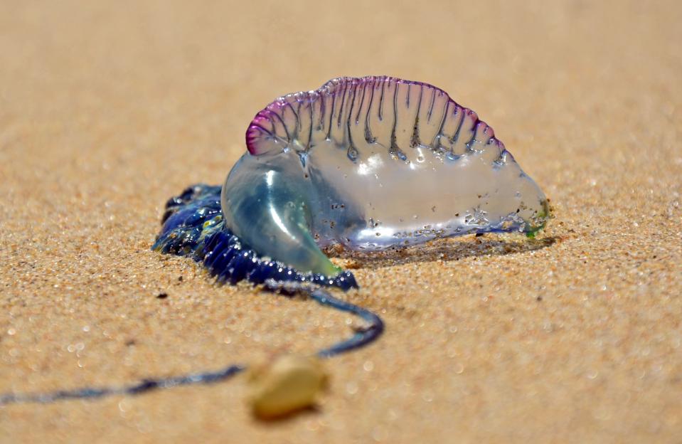Portuguese Man O' War (Bluebottle) washed ashore on the sand.