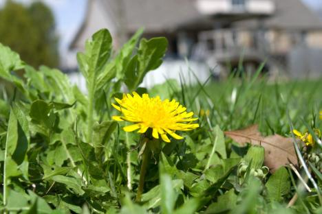 The simple trick that stops dandelions coming back to your lawn & uses no vinegar or other products