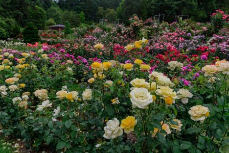 Free hack helps boost plant growth in your garden – all you need is a popular pet item