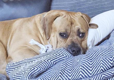 Sad-looking tan dog resting on a blue and white blanket.