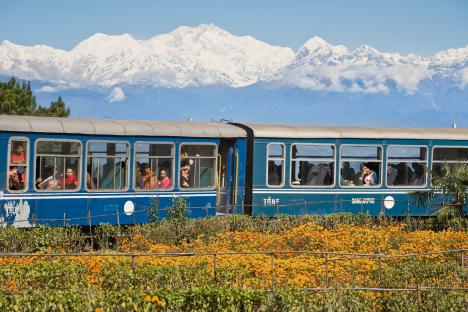 Darjeeling Himalayan Railway toy train with passengers, passing a field of flowers, with snow-capped mountains in the background.