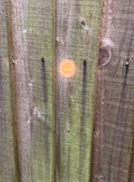 Orange mark on a wooden fence.