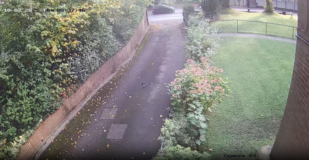 Heart-Stopping Moment as Terrorist's Car Races Toward Synagogue and Strikes Crowd