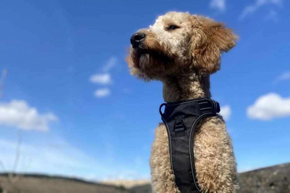 We bought tiny ‘Cockapoo’ puppy but it grew to HUGE 7-stone hound after breeder crossed it with 5ft Bernese Mountain Dog