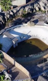 Drone footage of two orcas and twelve dolphins in an abandoned marine park.