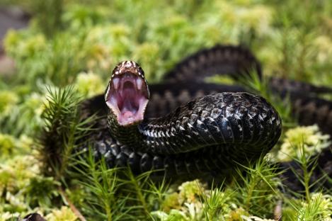 Common European adder with mouth open.
