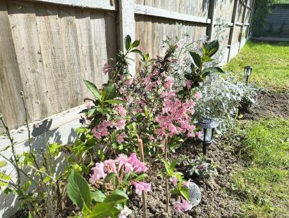 Pink flowers blooming in a garden next to a wooden fence.