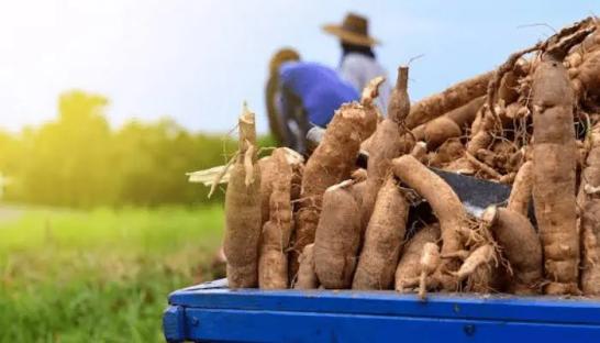 Cassava farmers accuse Ekiti govt of reallocating 6,000 hectares to private firm