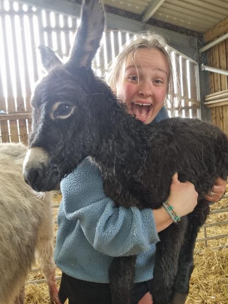 Woman holding a donkey foal.