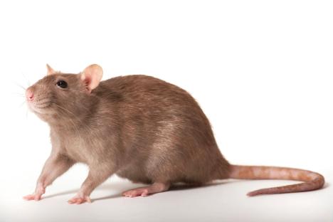 Gardeners urged to scatter 12p kitchen staple over lawns that rats absolutely HATE to get rid of them this spring
