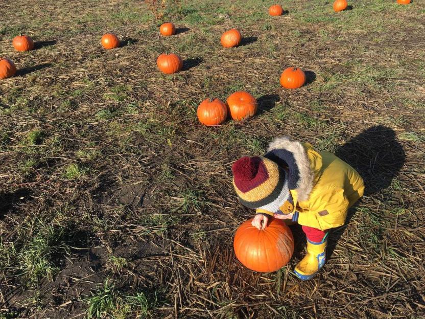 A child in a yellow jacket, red tights, and a colorful striped hat picking up a pumpkin in a field with other pumpkins.