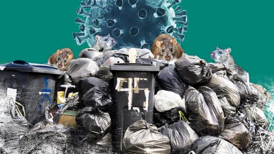 Birmingham’s rubbish crisis risks spread of killer rat viruses that trigger eye-bleeding and organ failure, experts warn