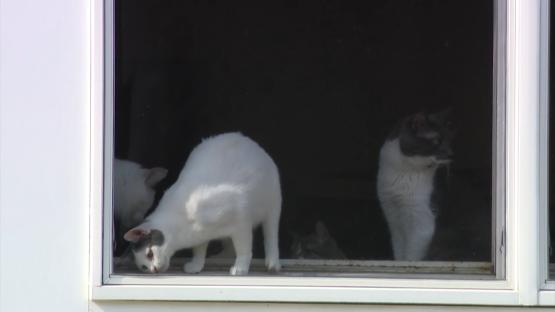 Three cats seen through a window.