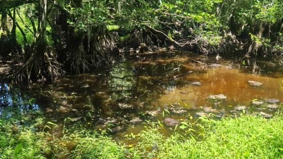 You have the eyes of a hawk if you can find the alligator hiding in this swamp