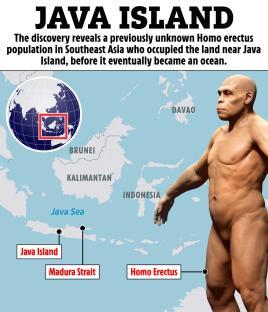 Illustration of Homo erectus and map showing Java Island and surrounding areas.