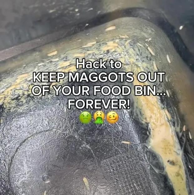 Maggots in a food bin.