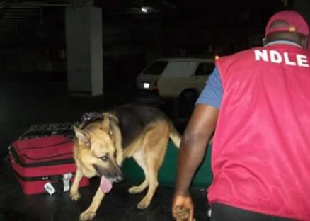 NDLEA busts drug smuggling ring using fuel truck, arrests four in Niger