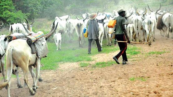 Benue: 11 bodies recovered after fresh herdsmen attack on Otobi-Akpa in Otukpo