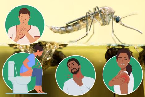 The 7 signs of deadly, paralysing West Nile virus that’s mistaken for flu – as it’s found in UK mozzies for first time 