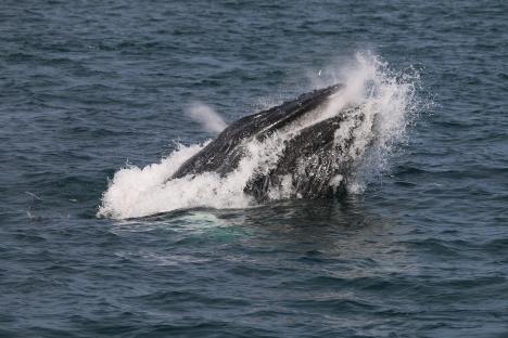 Humpback whale breaching.