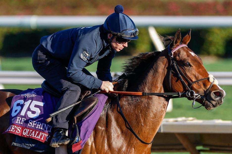 Breeders' Cup Tragedy: Trainer Heartbroken Over Four-Year-Old Filly She's Quality's Untimely Death
