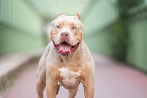 Portrait of an American Bully XL dog.